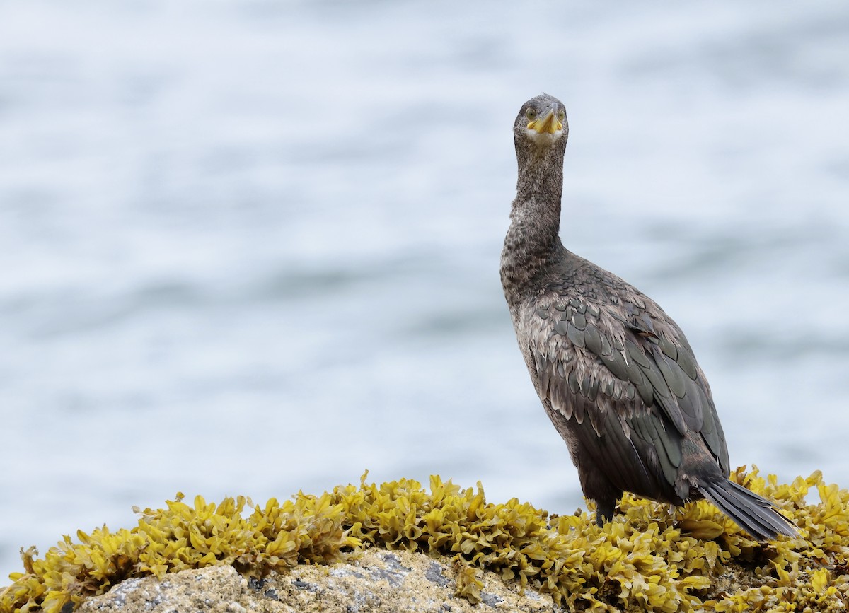 European Shag - Grace Simms  🐦‍⬛