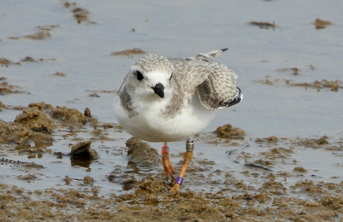 Piping Plover - ML622047379