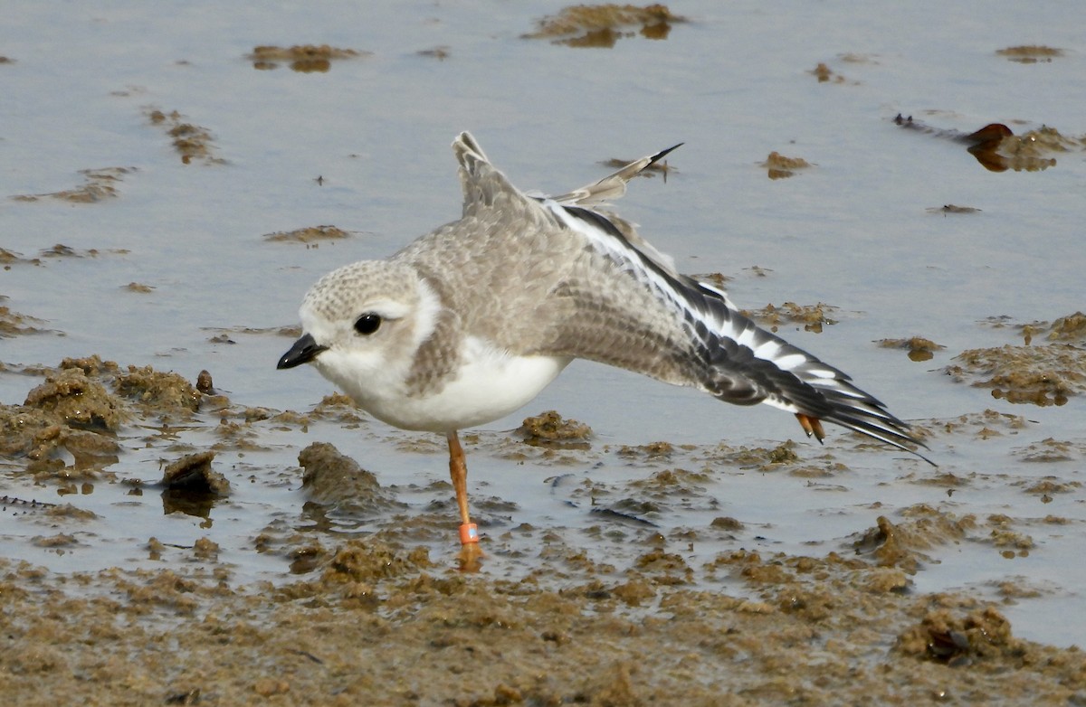 Piping Plover - ML622047380