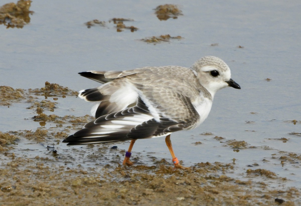 Piping Plover - ML622047381