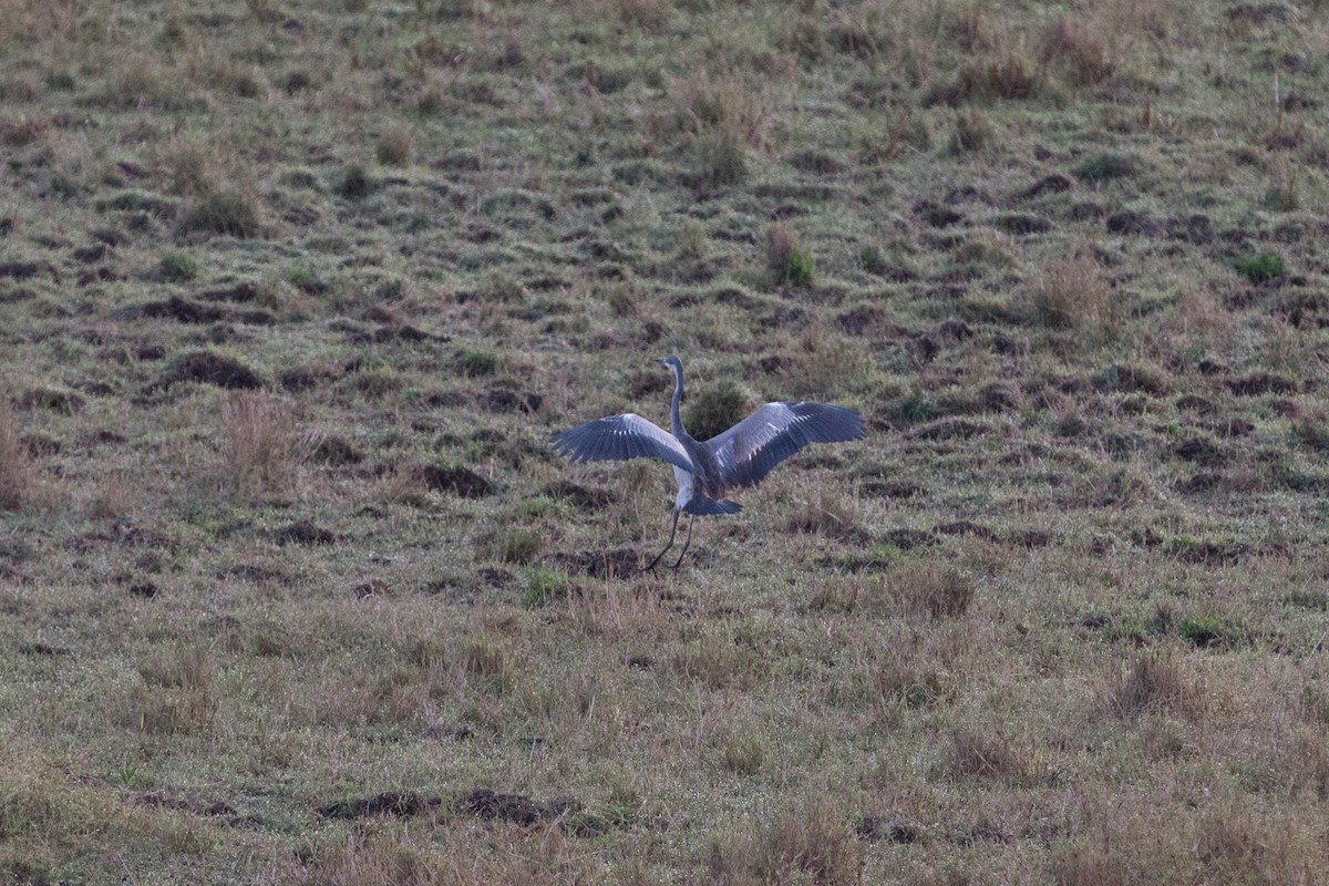 Black-headed Heron - ML622047382