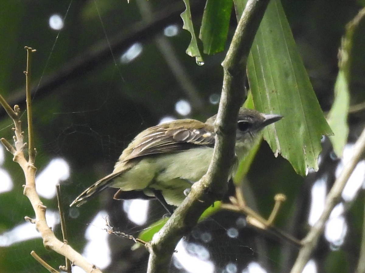 White-winged Becard - ML622047383