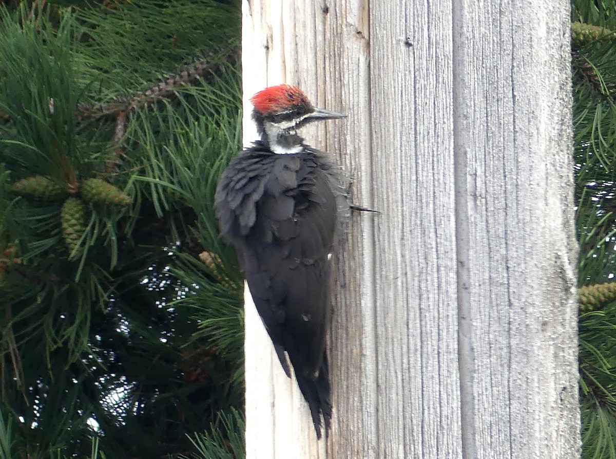 Pileated Woodpecker - ML622047384