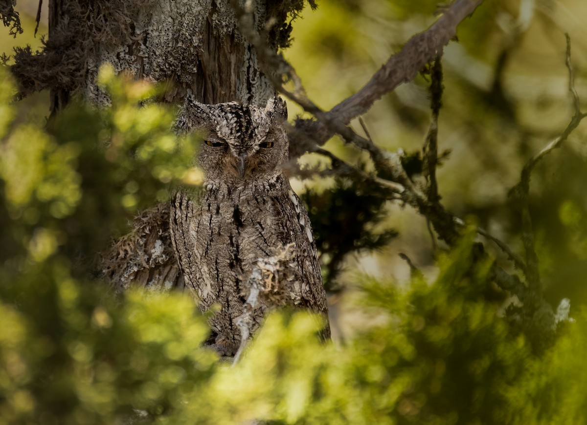 Cyprus Scops-Owl - Simon Mitchell