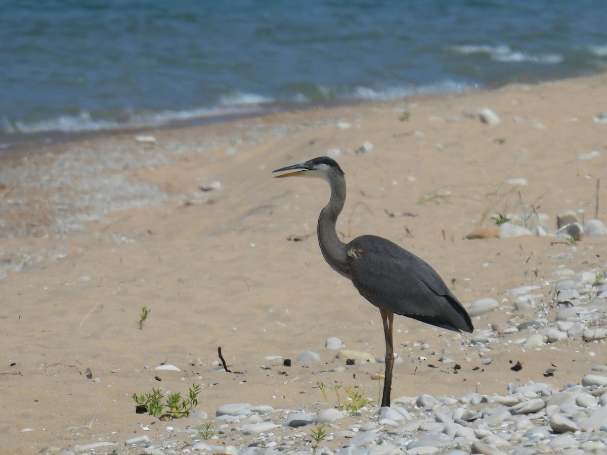 Great Blue Heron - ML622047391