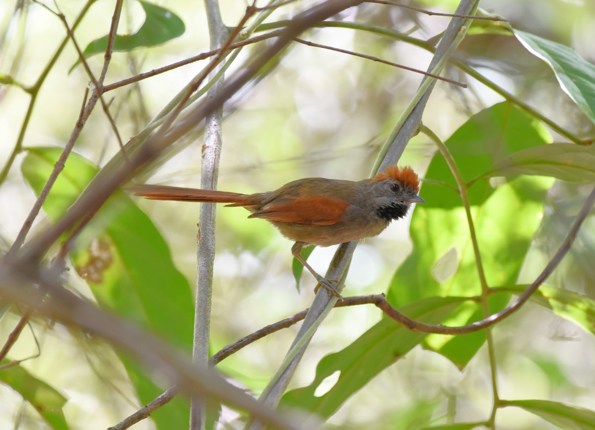 Sooty-fronted Spinetail - Giusepe Donato