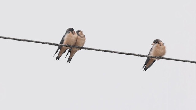 Barn Swallow - ML622047401