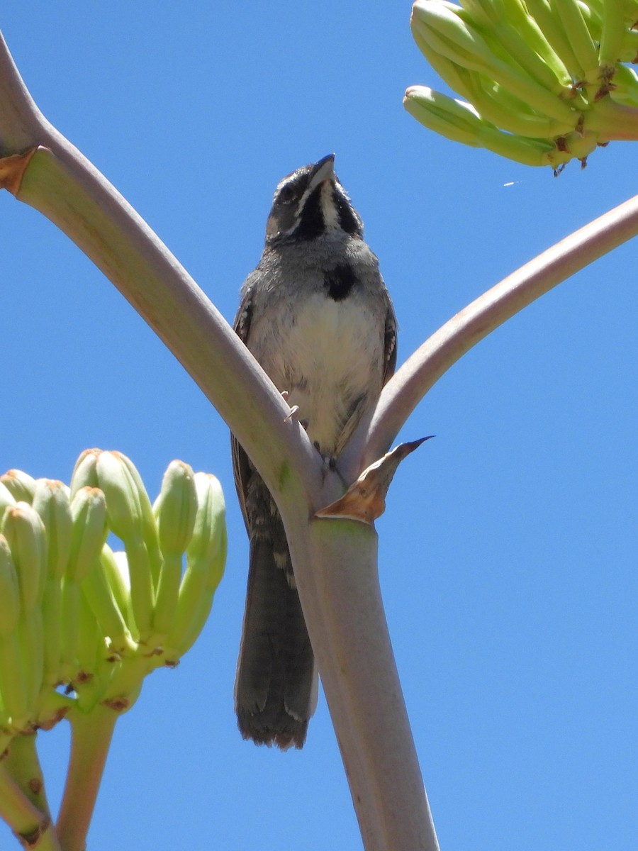 Five-striped Sparrow - ML622047403