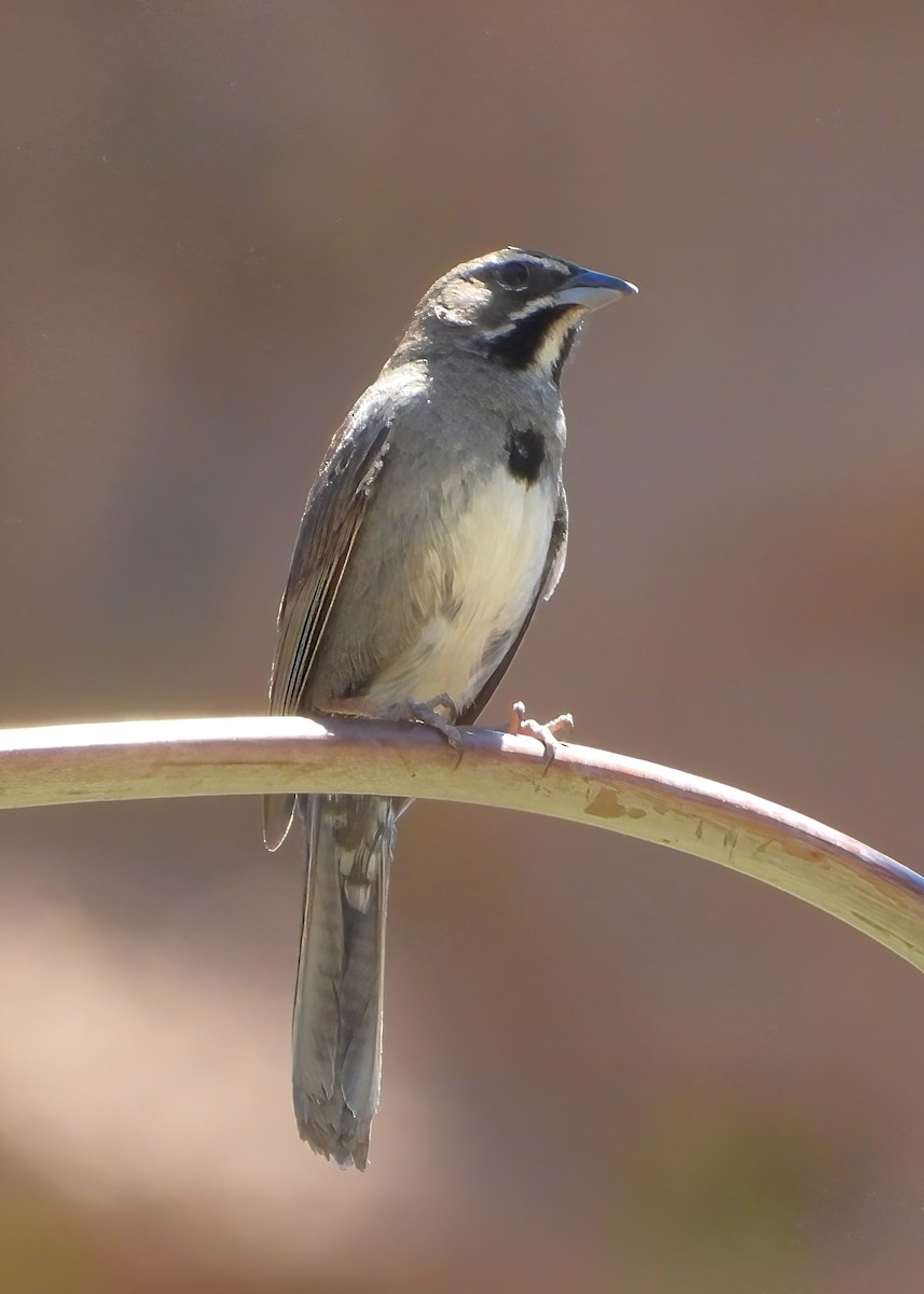 Five-striped Sparrow - ML622047404