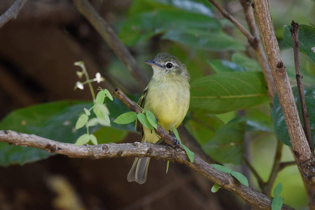 Yellow-olive Flatbill - ML622047405