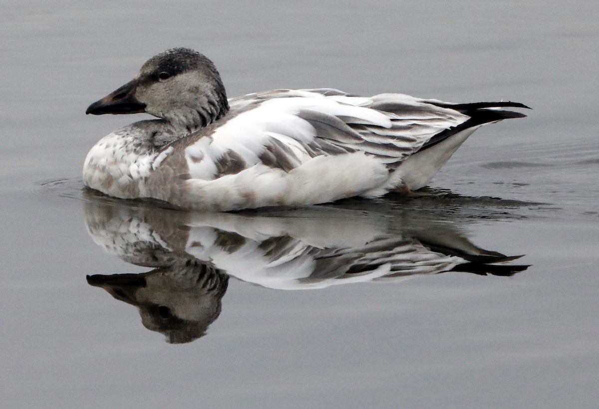 Snow Goose - ML622047408