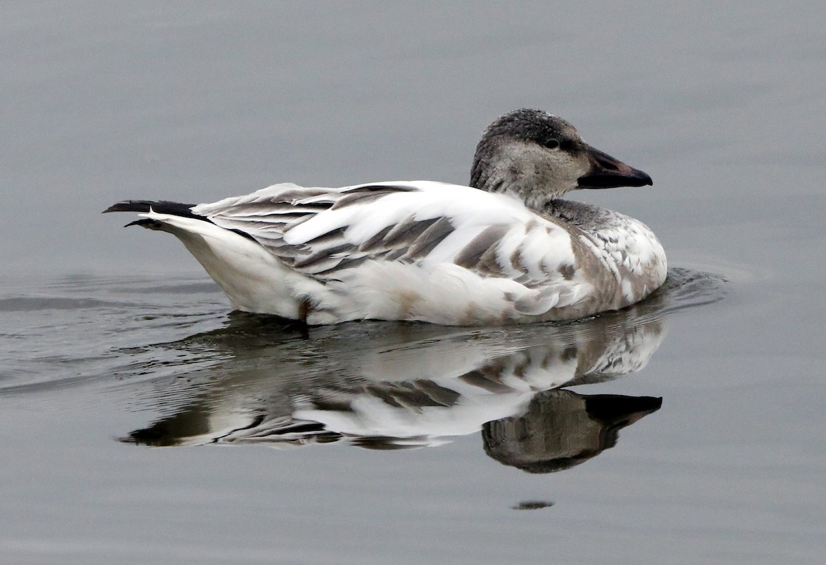 Snow Goose - ML622047409