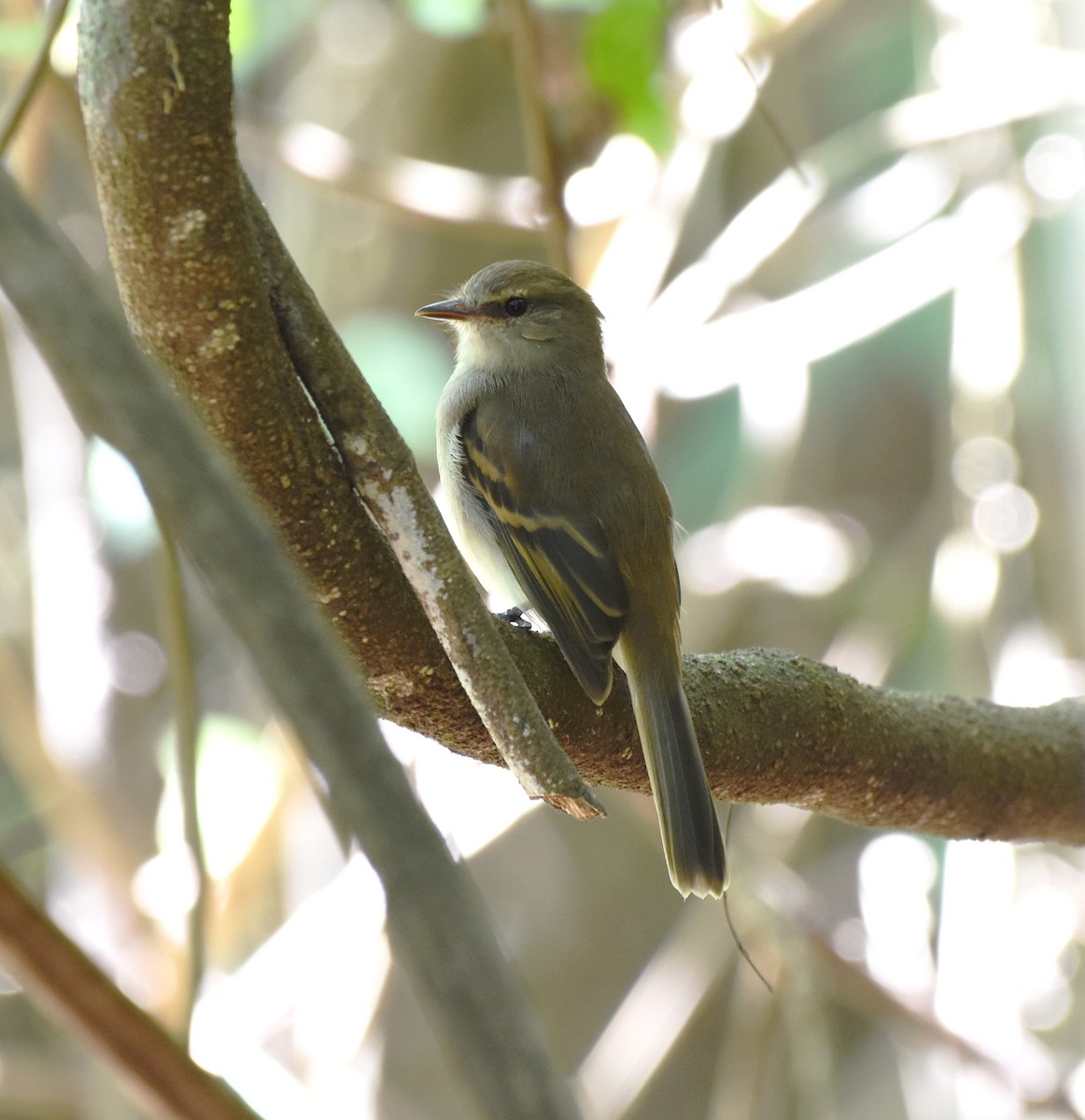 Fuscous Flycatcher - ML622047410