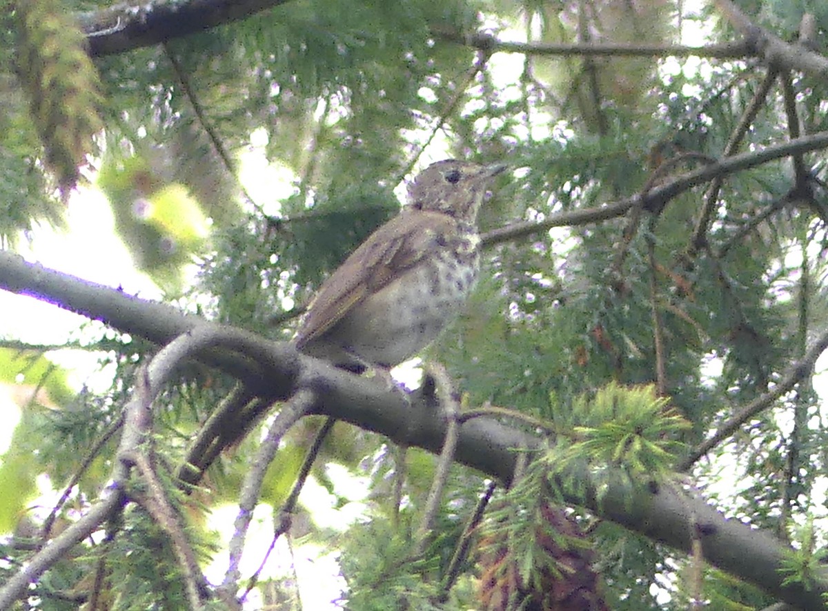 Swainson's Thrush - ML622047411