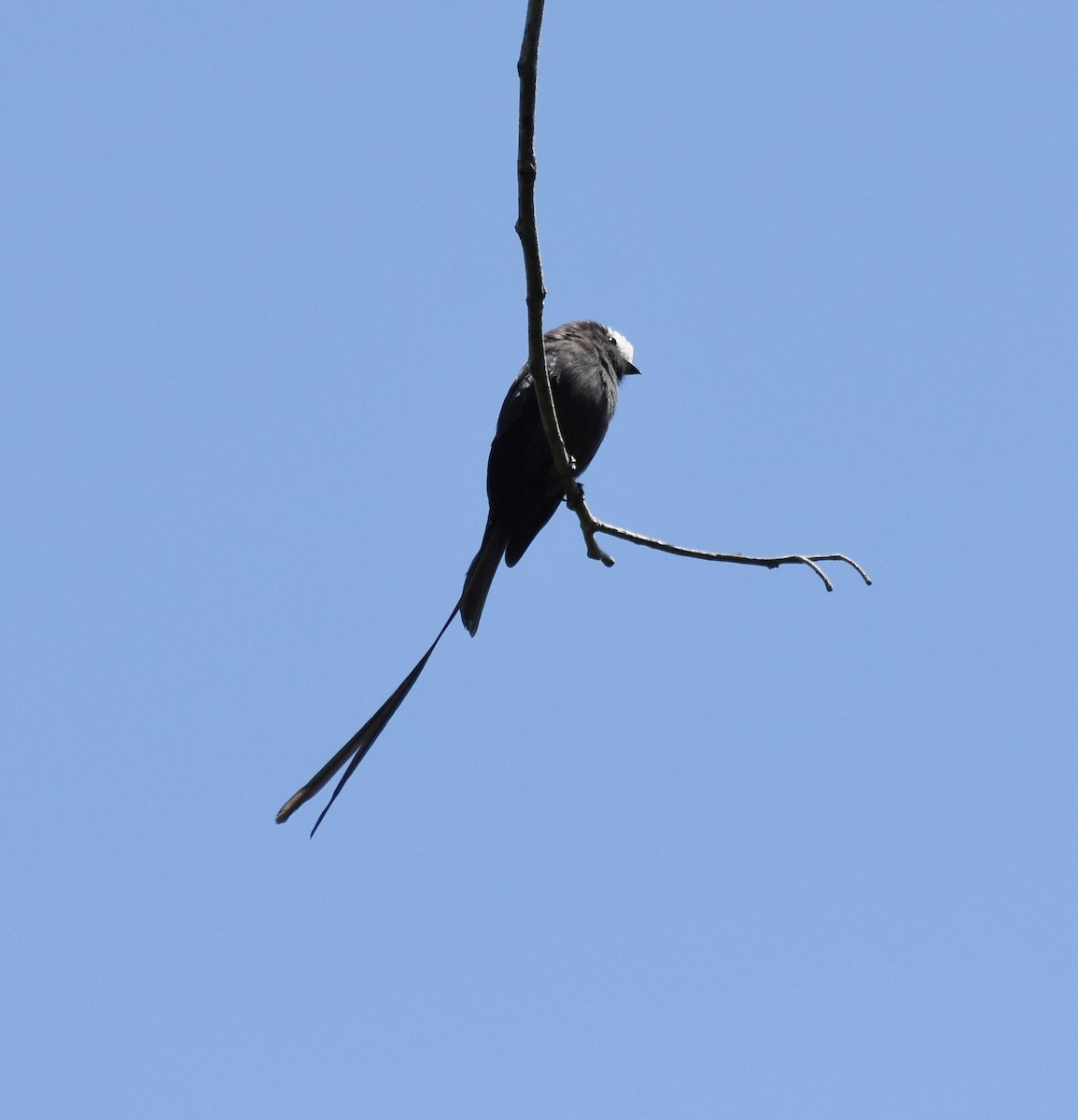 Long-tailed Tyrant - ML622047412