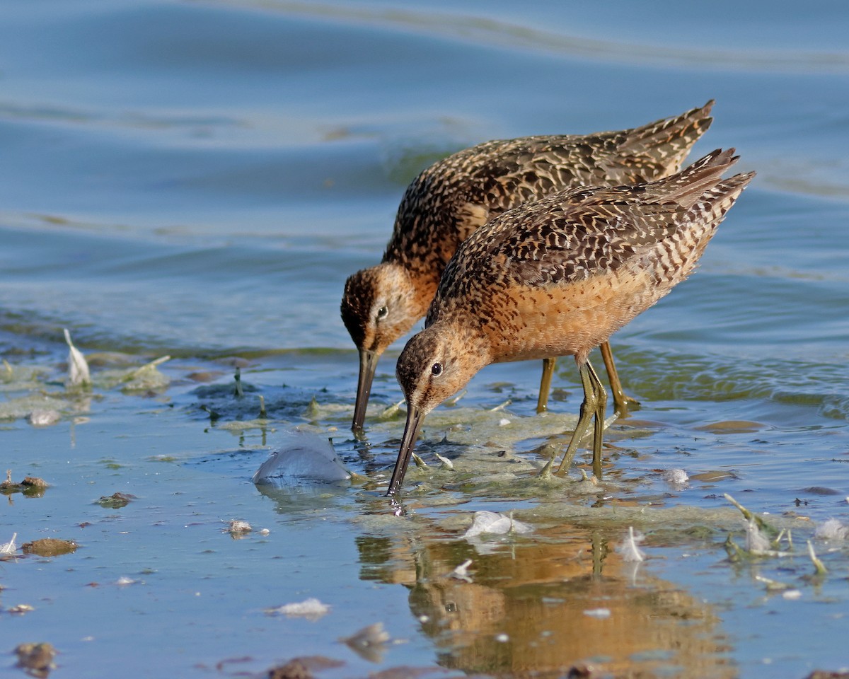 Long-billed Dowitcher - Keith Carlson