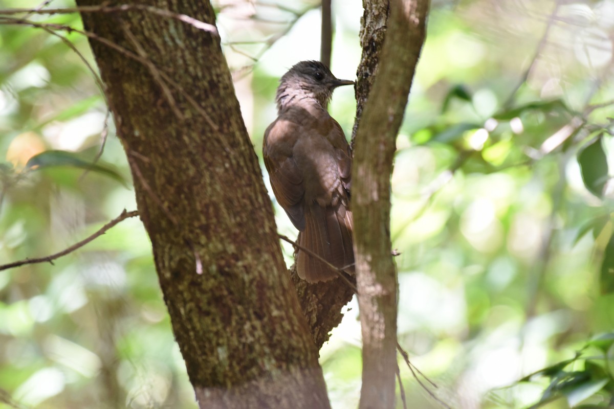 Pale-breasted Thrush - ML622047414