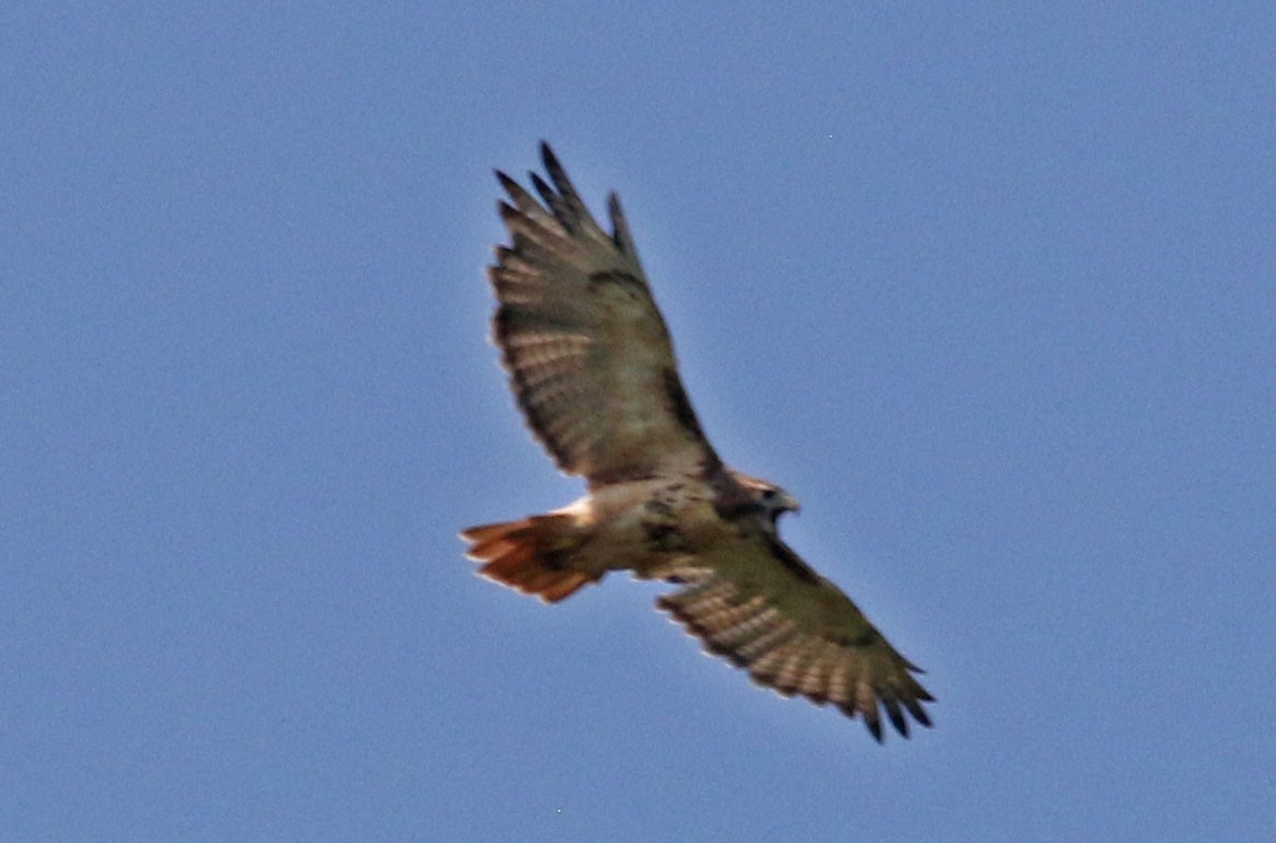 Red-tailed Hawk - ML622047415