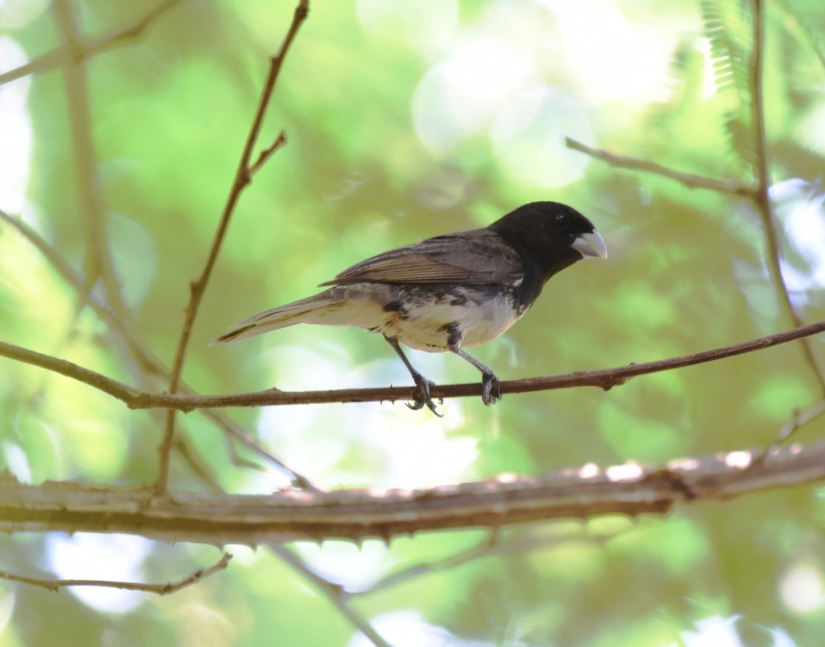 Yellow-bellied Seedeater - ML622047416