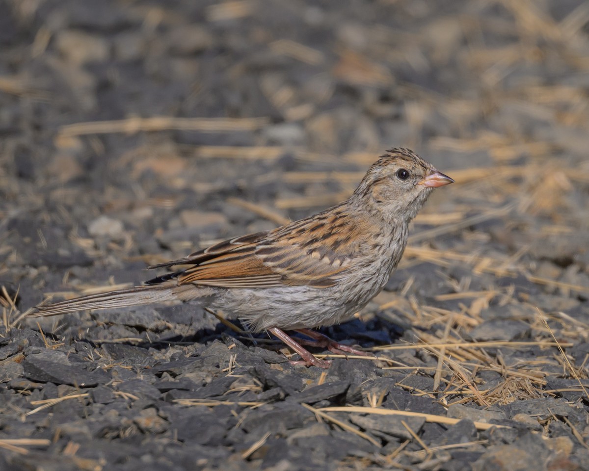 Chipping Sparrow - ML622047417