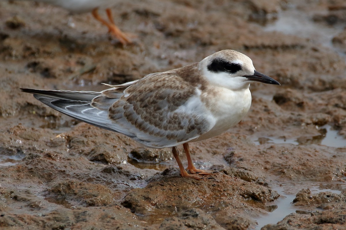 Forster's Tern - ML622047420