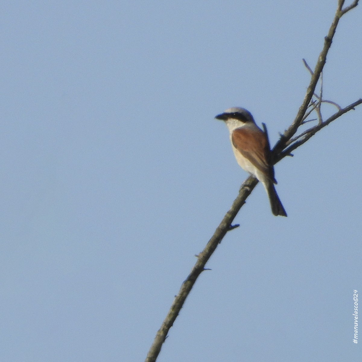 Red-backed Shrike - ML622047421