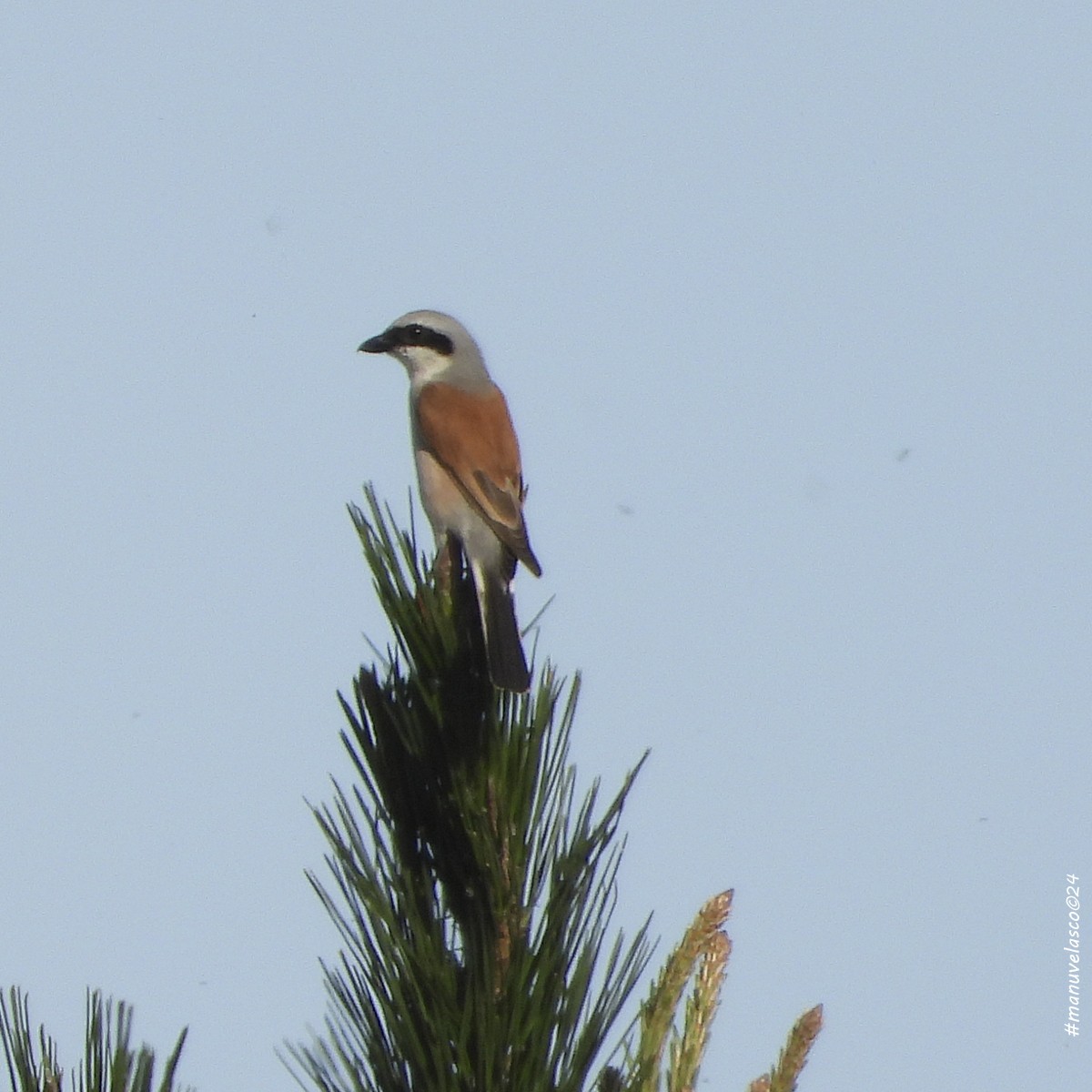 Red-backed Shrike - ML622047422