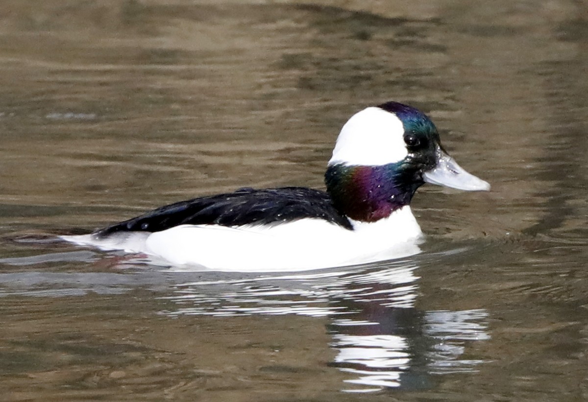 Bufflehead - ML622047423