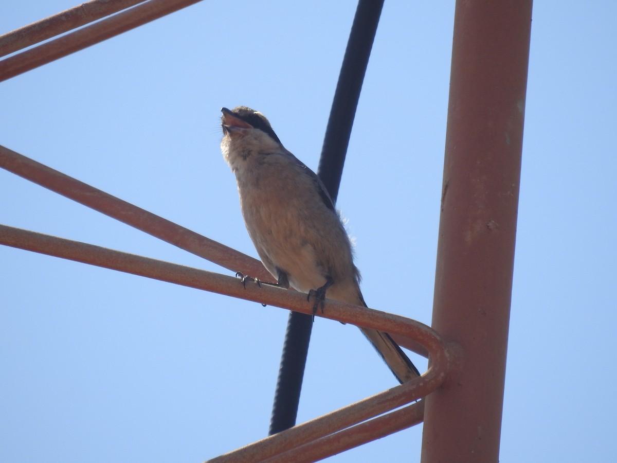 Iberian Gray Shrike - ML622047425