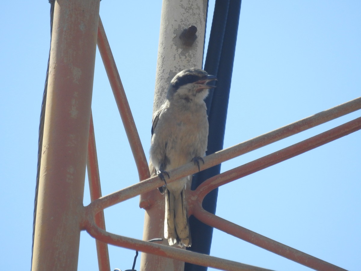 Iberian Gray Shrike - ML622047426