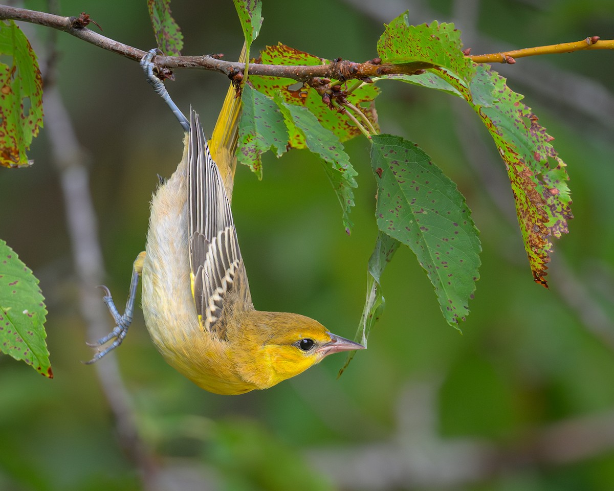 Bullock's Oriole - ML622047427