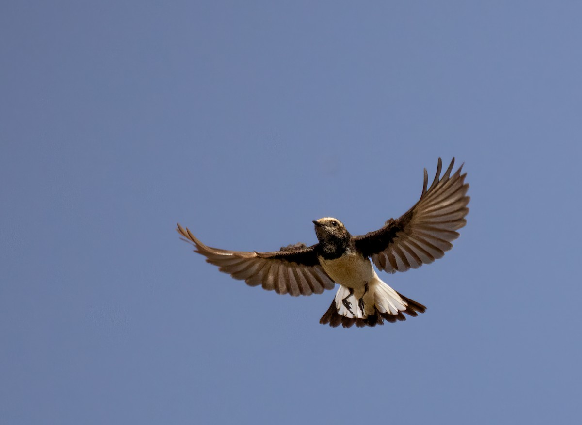 Cyprus Wheatear - ML622047428