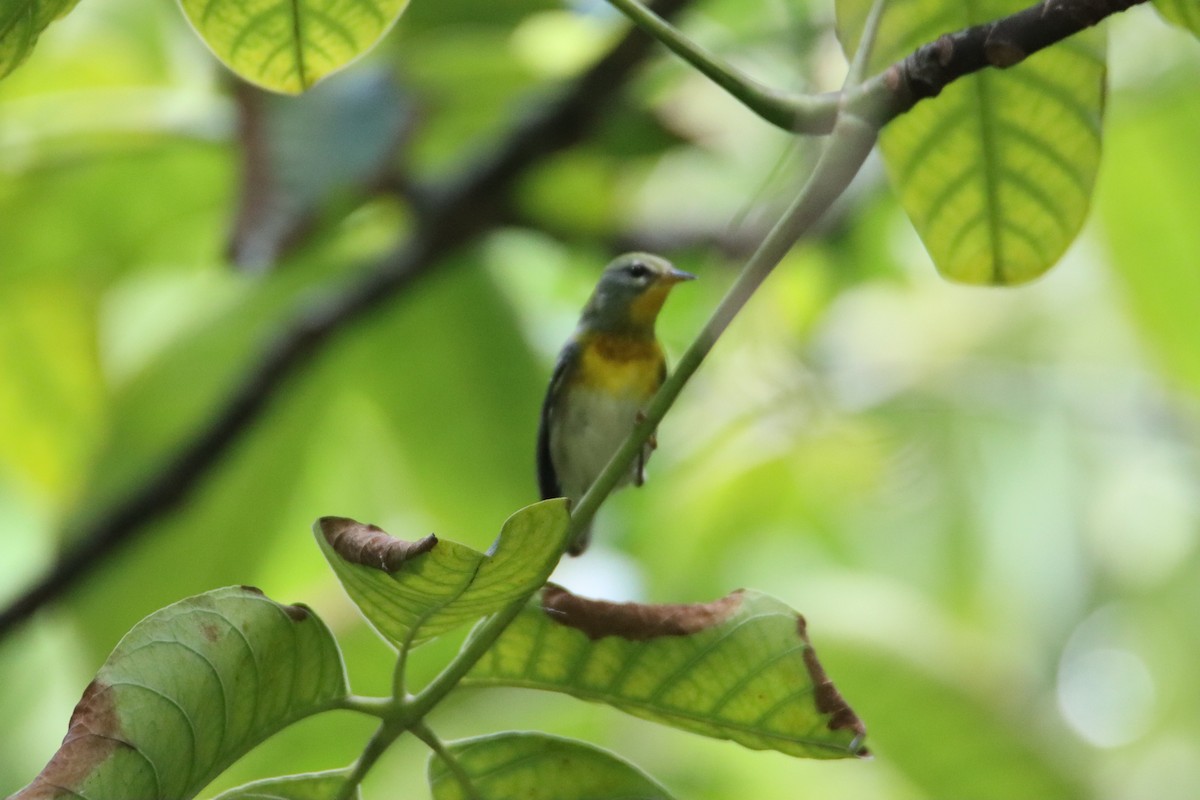 Northern Parula - ML622047430