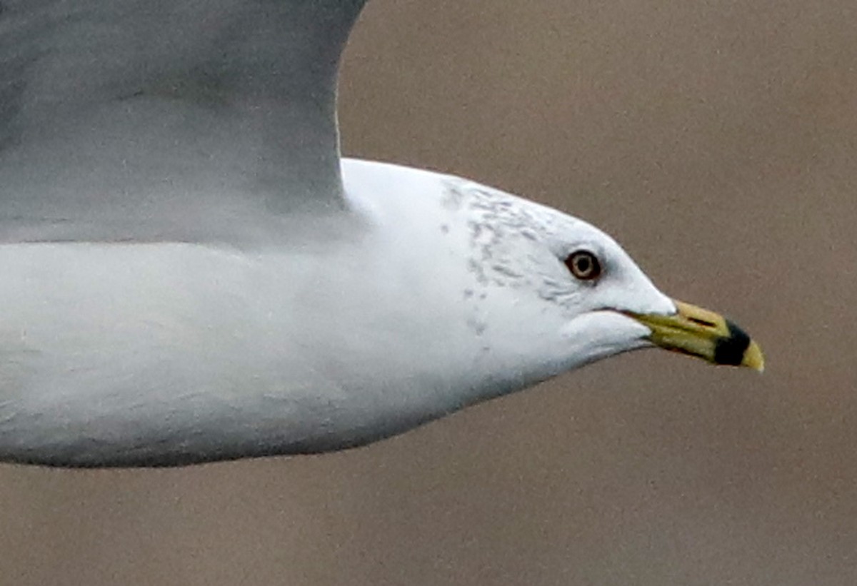 Ring-billed Gull - ML622047431