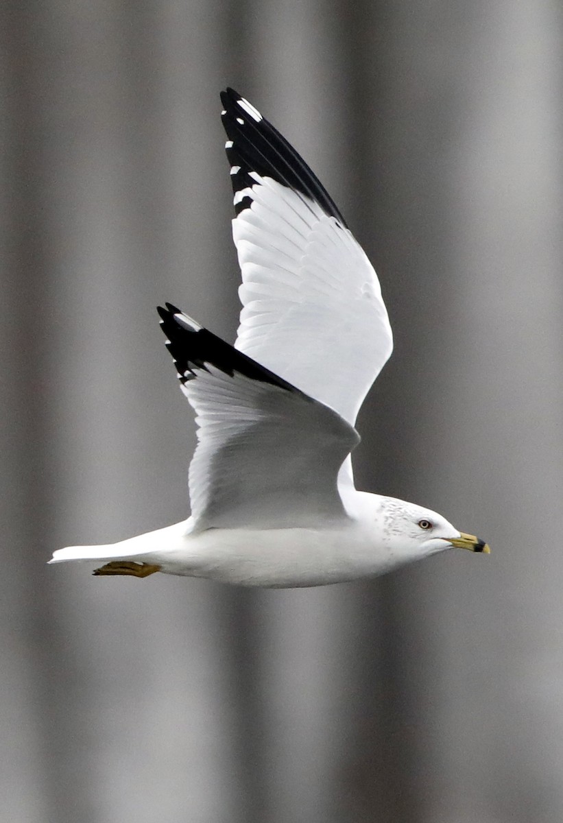 Ring-billed Gull - ML622047432