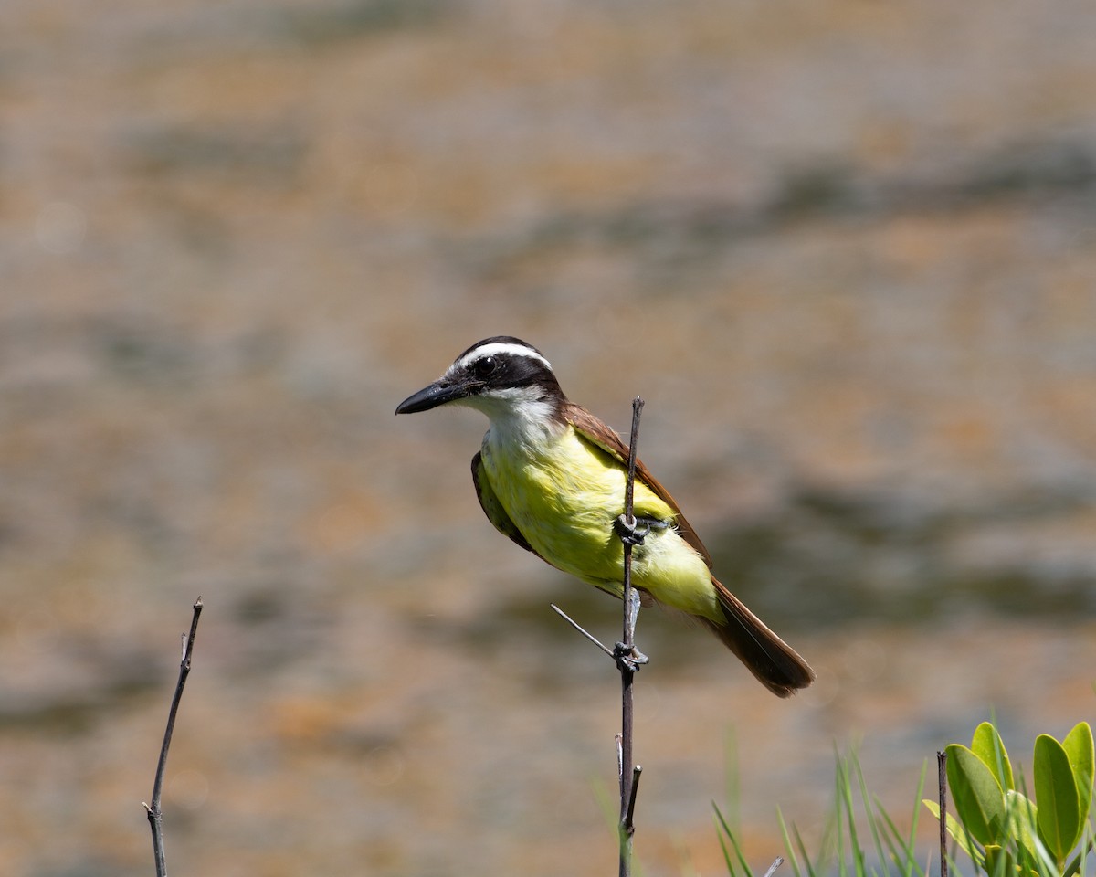 Great Kiskadee - ML622047434