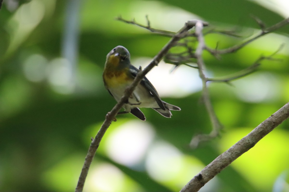 Northern Parula - ML622047437