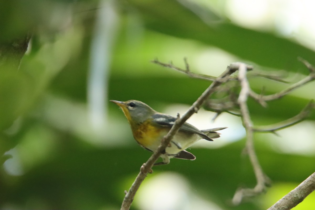 Northern Parula - ML622047438