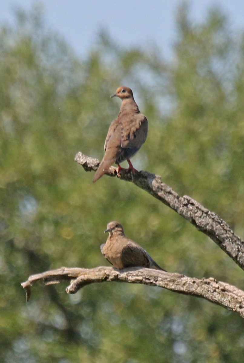 Mourning Dove - ML622047439