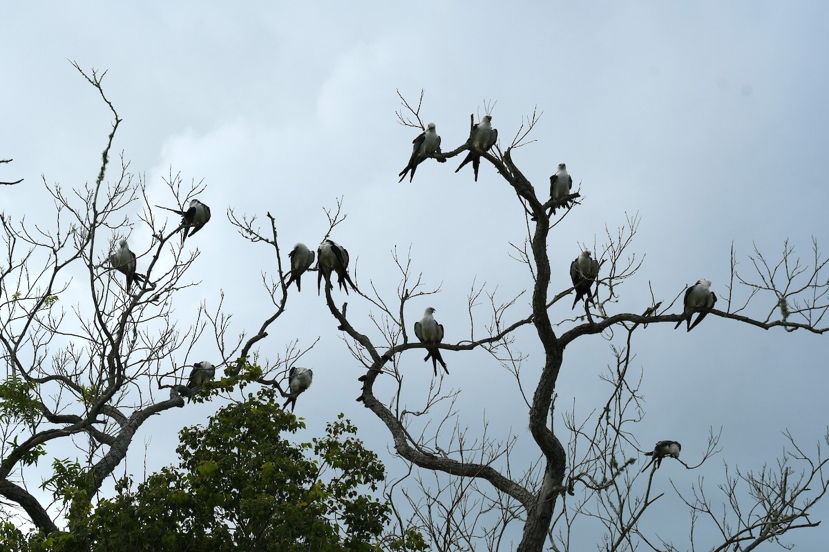 Swallow-tailed Kite - ML622047441