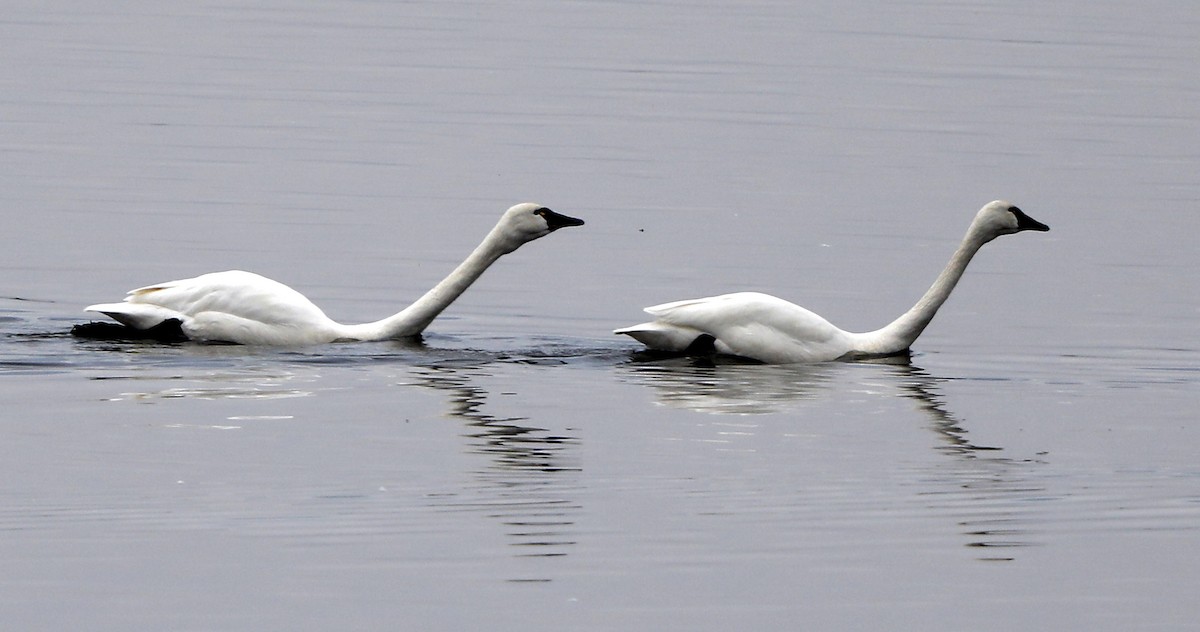 Tundra Swan - Kevin Munro Smith