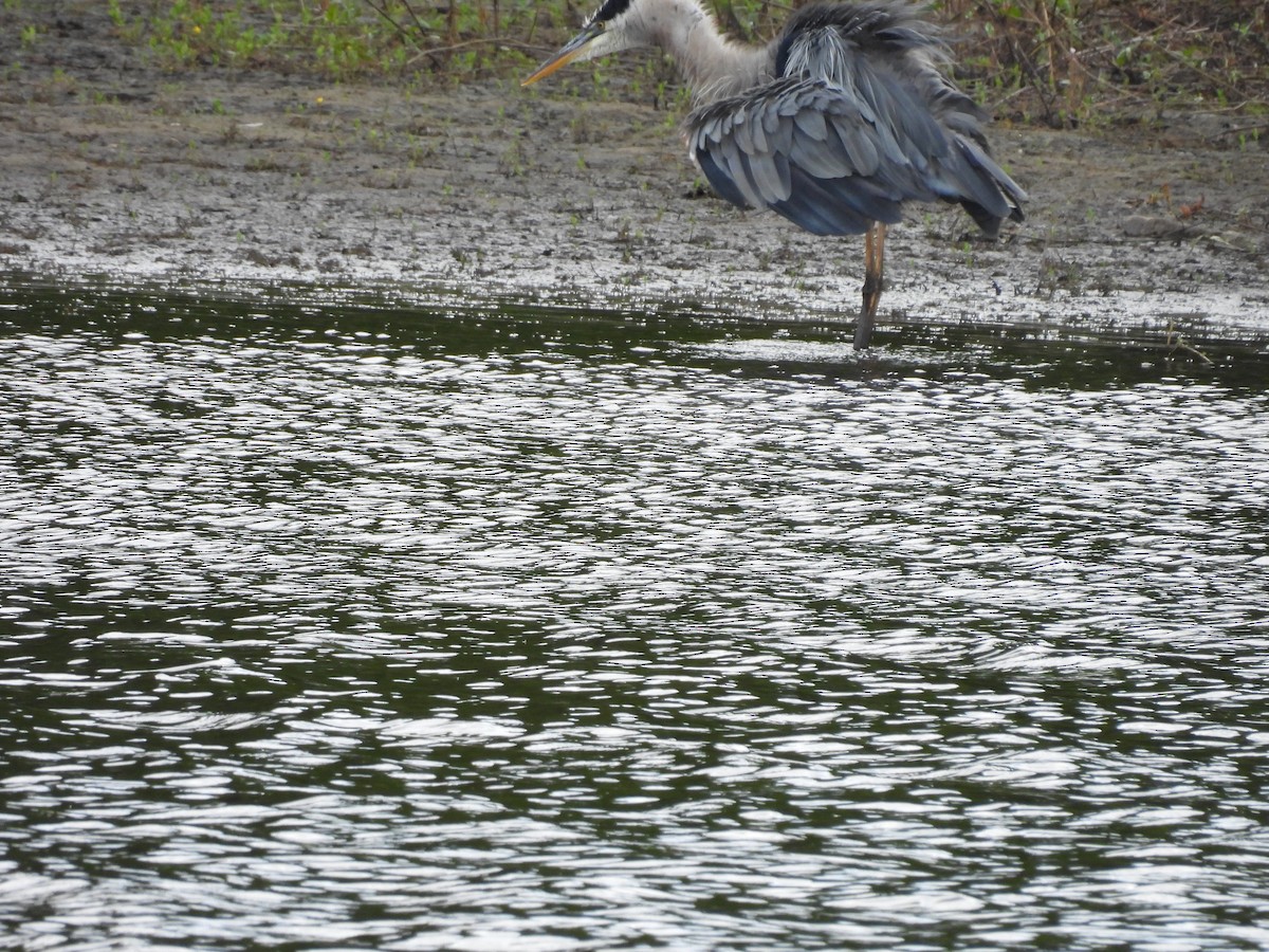 Great Blue Heron - ML622047444