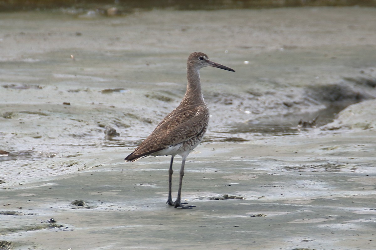 Willet - ML622047445