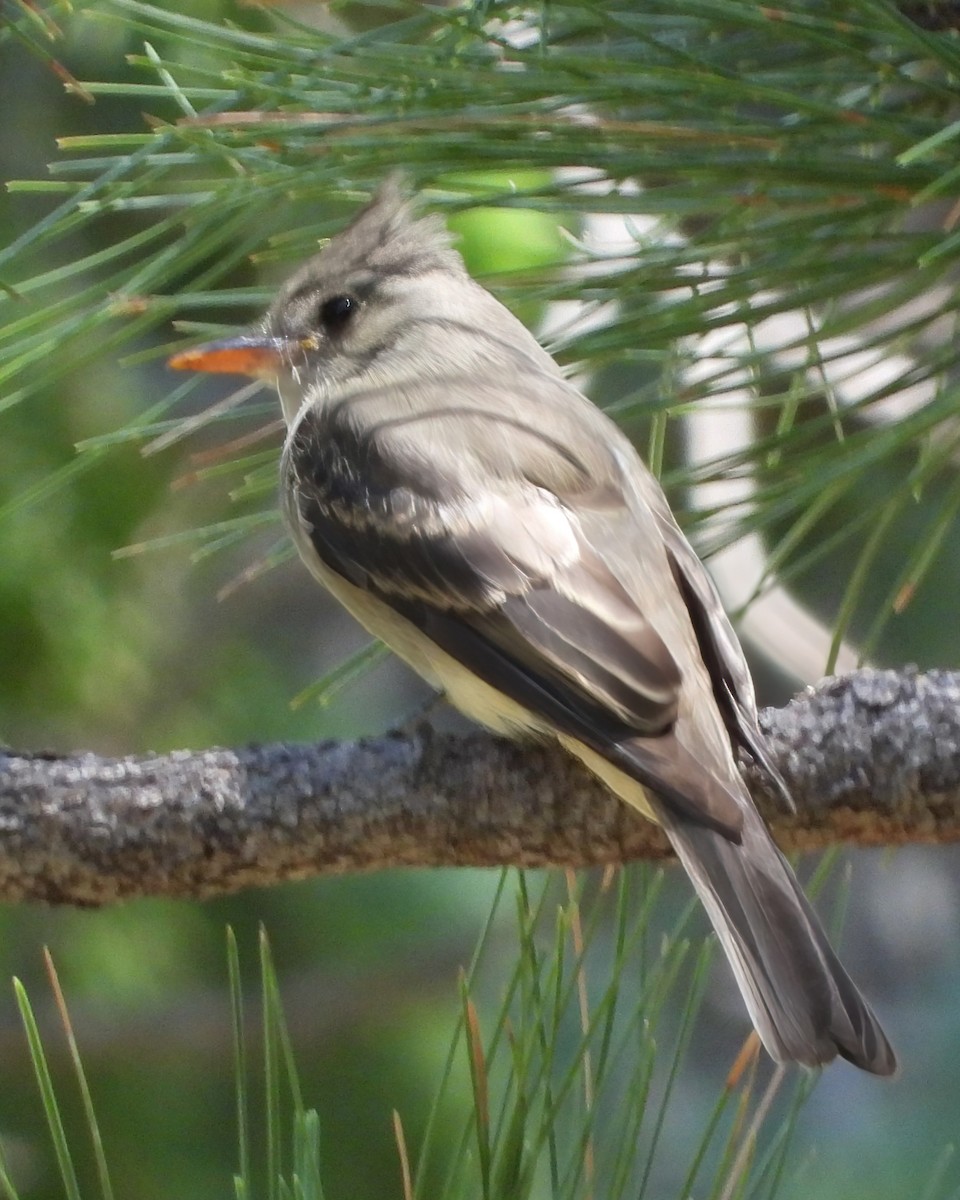 Greater Pewee - ML622047446