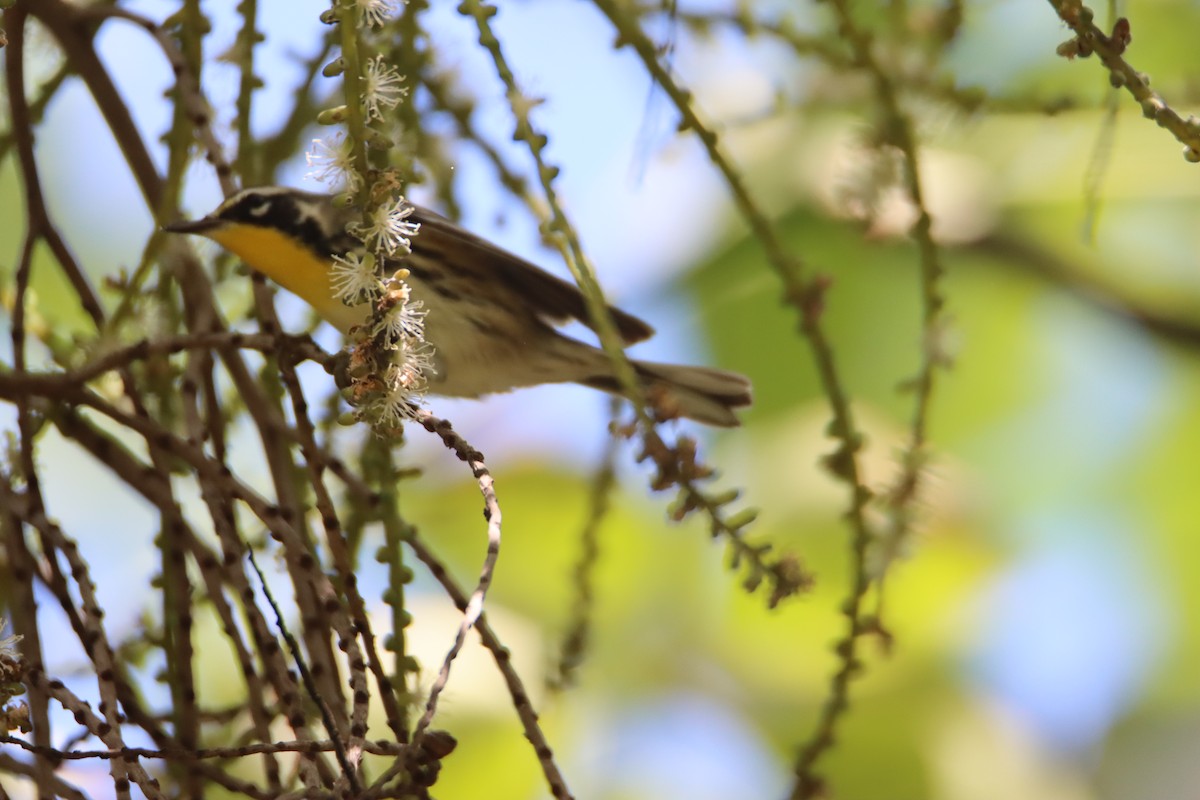 Yellow-throated Warbler - ML622047447