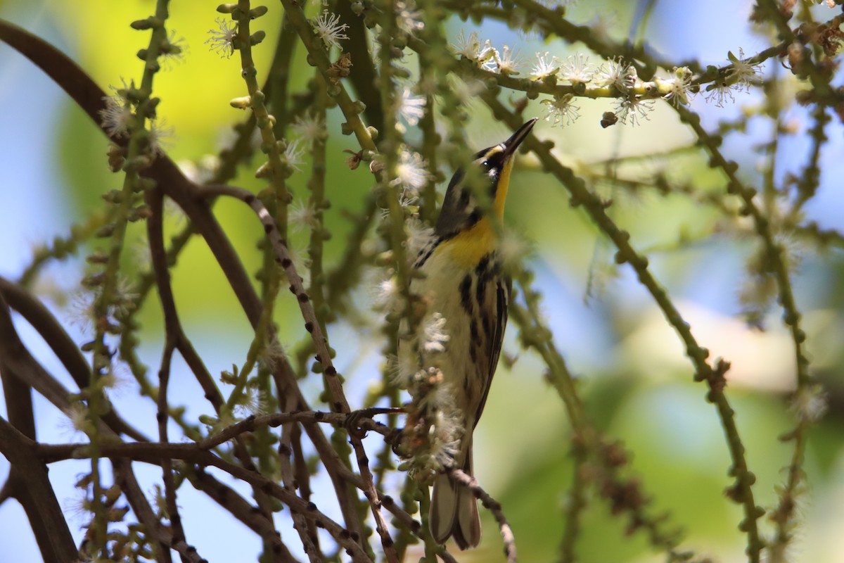 Yellow-throated Warbler - ML622047448