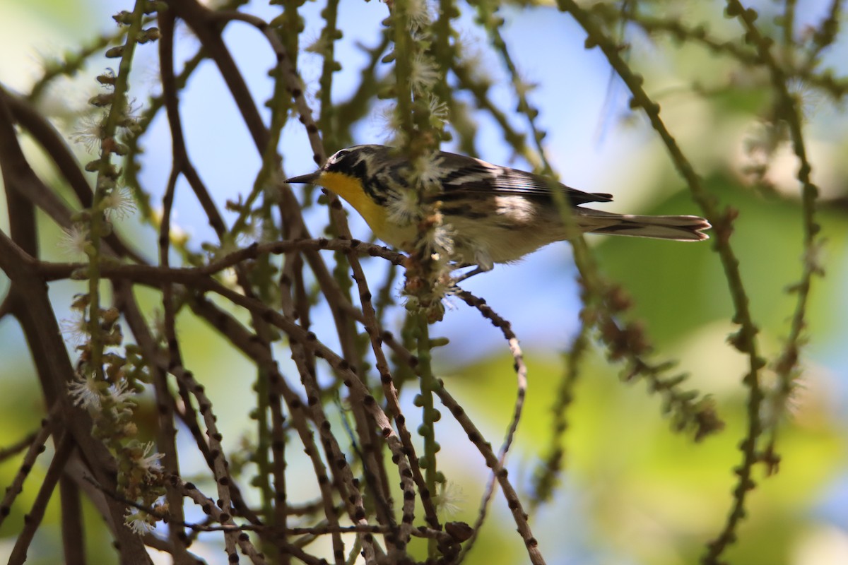 Yellow-throated Warbler - ML622047449