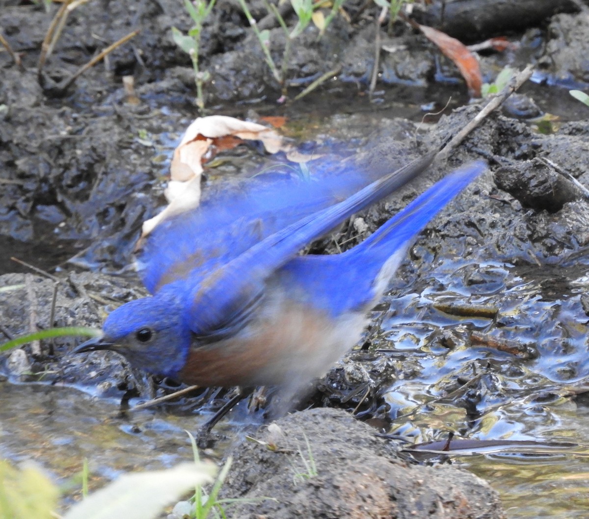 Western Bluebird - ML622047450