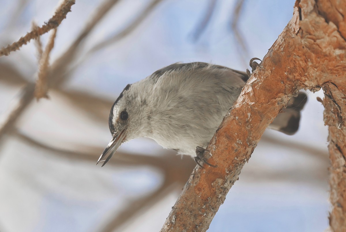 White-breasted Nuthatch - ML622047451