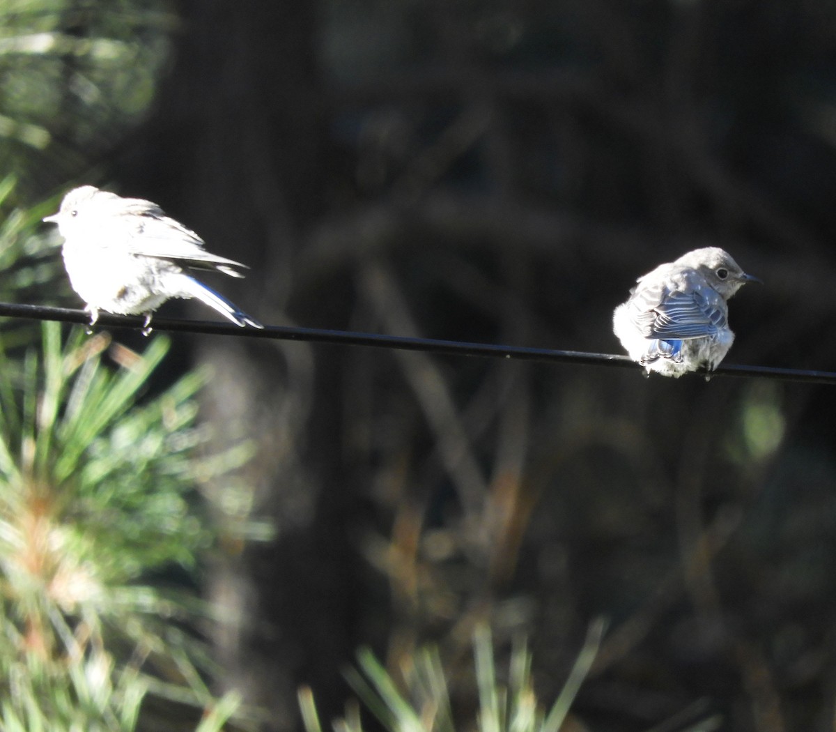 Western Bluebird - ML622047452